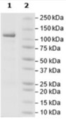 SDS-PAGE (SETDB1-12H).jpg
